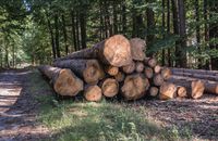 Carskie prawo wciąż działa: 230 mieszkańców Nadleśnictwa Biłgoraj otrzymuje nieodpłatnie drewno 