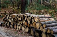 Oto efekty kryzysu. Złodzieje drewna wrócili do Polski
